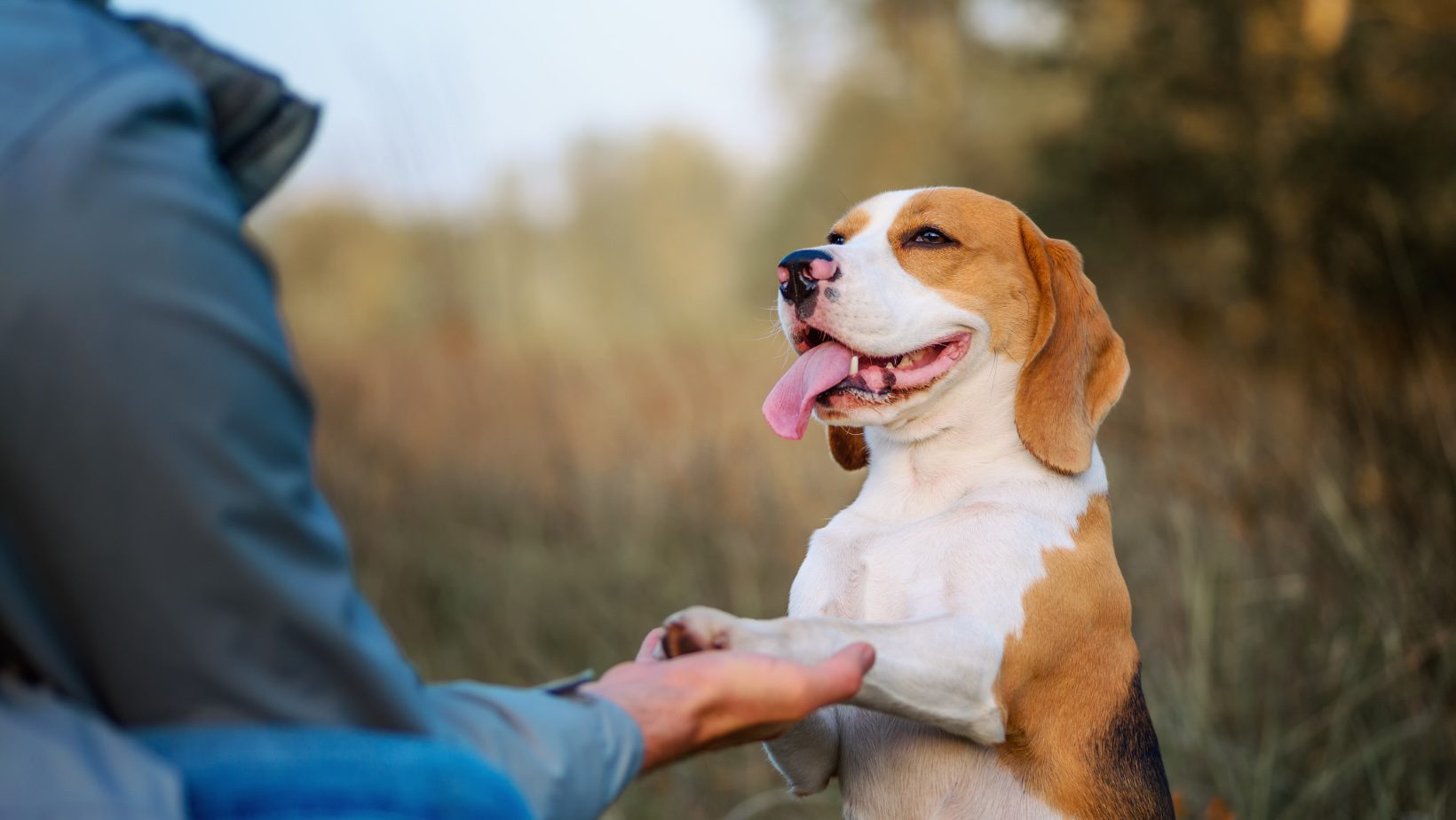 The Bonding Power of dog Training: Strengthening Your Relationship Through  Obedience - Natural Pet Care Products by Moofurr
